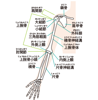 骨の画像