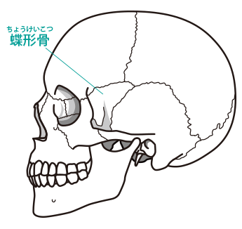 頭蓋骨画像