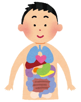 スケスケな内臓のイラスト