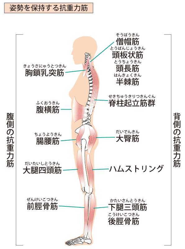 筋肉のイラスト